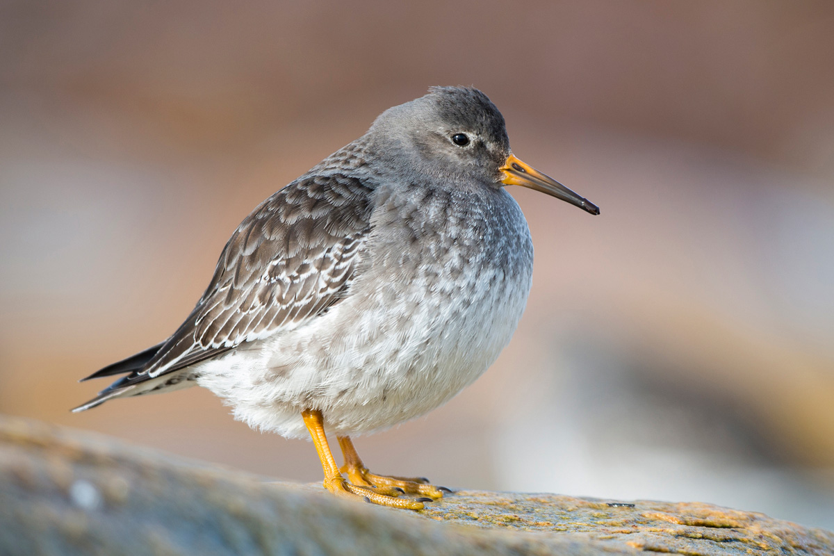 Meerstrandläufer