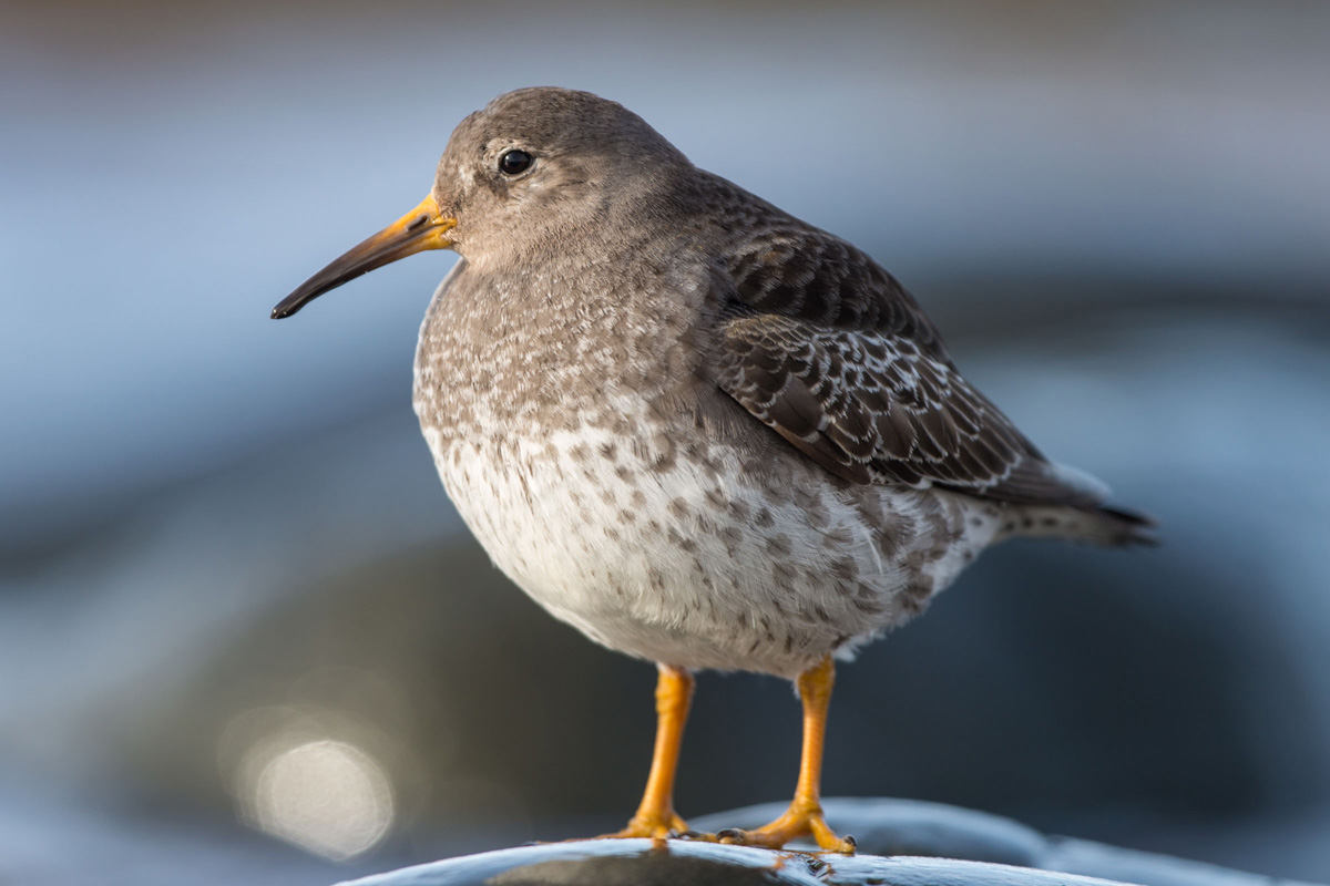 Purple Sandpiper
