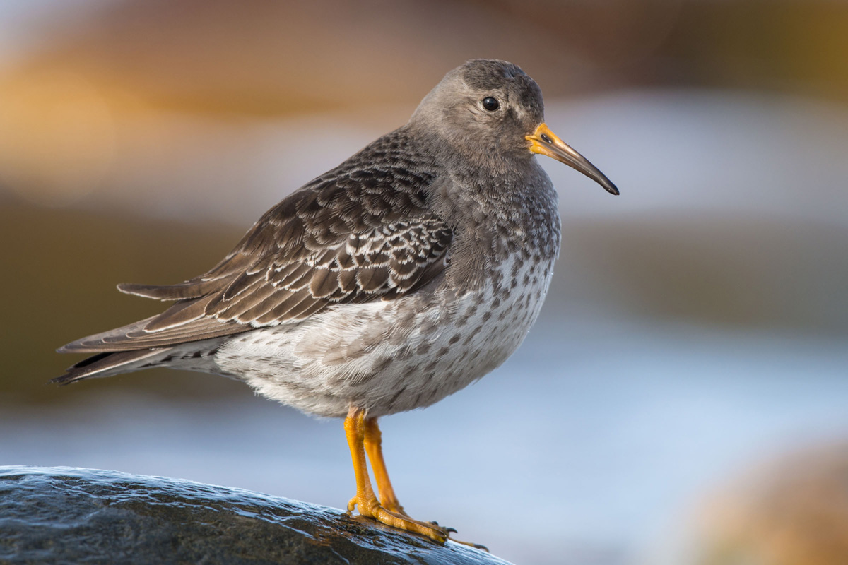 Meerstrandläufer