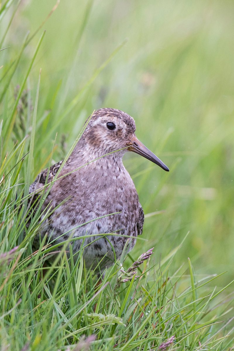 Purple Sandpiper