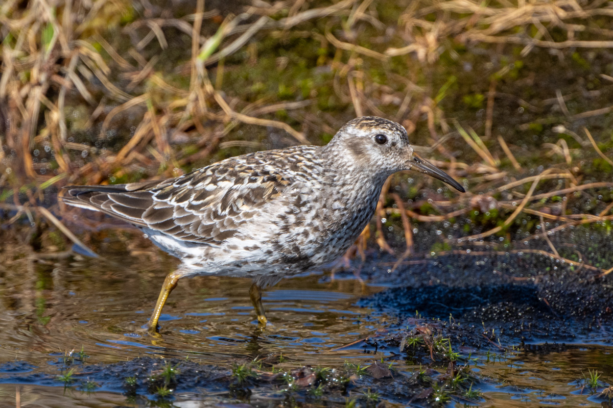 Purple Sandpiper