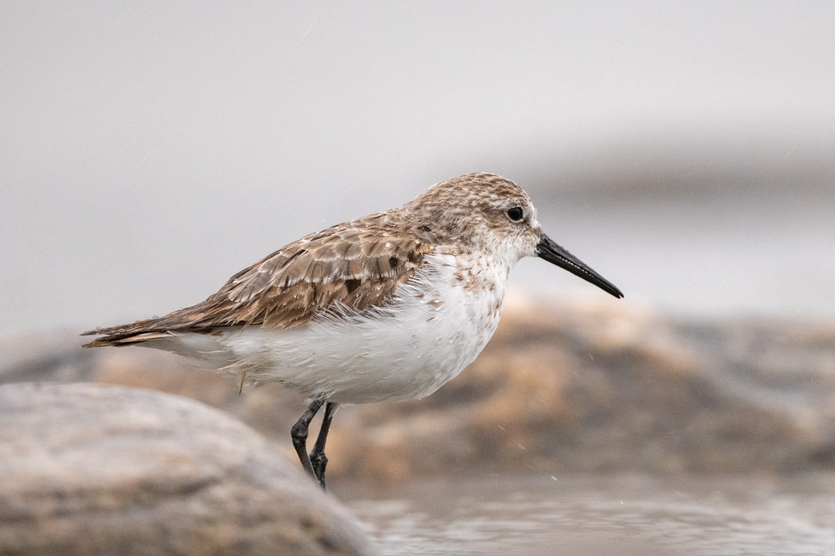 Bergstrandläufer