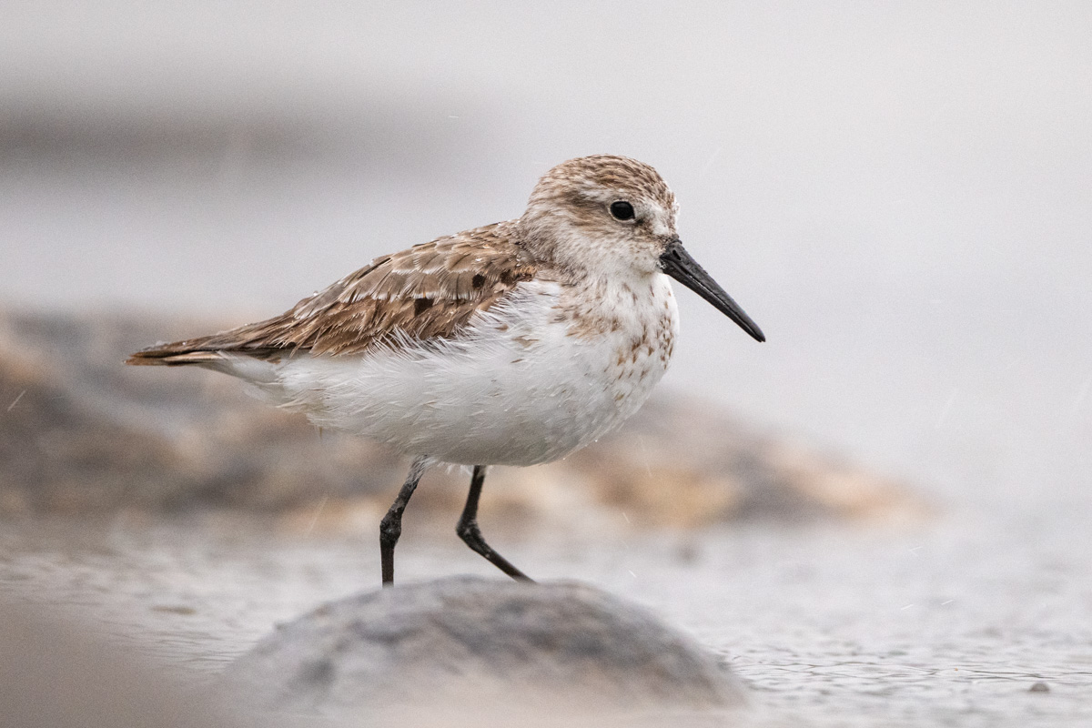 Western Sandpiper