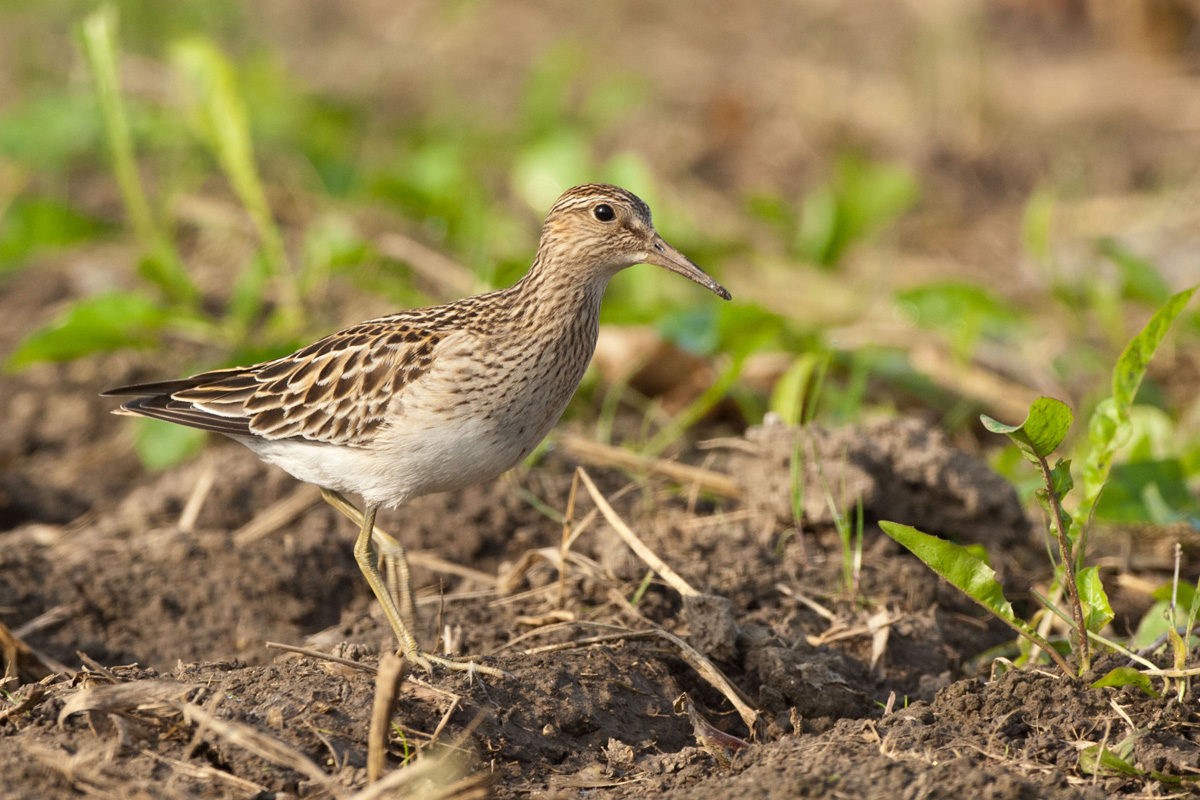 Pectoral Sandpiper