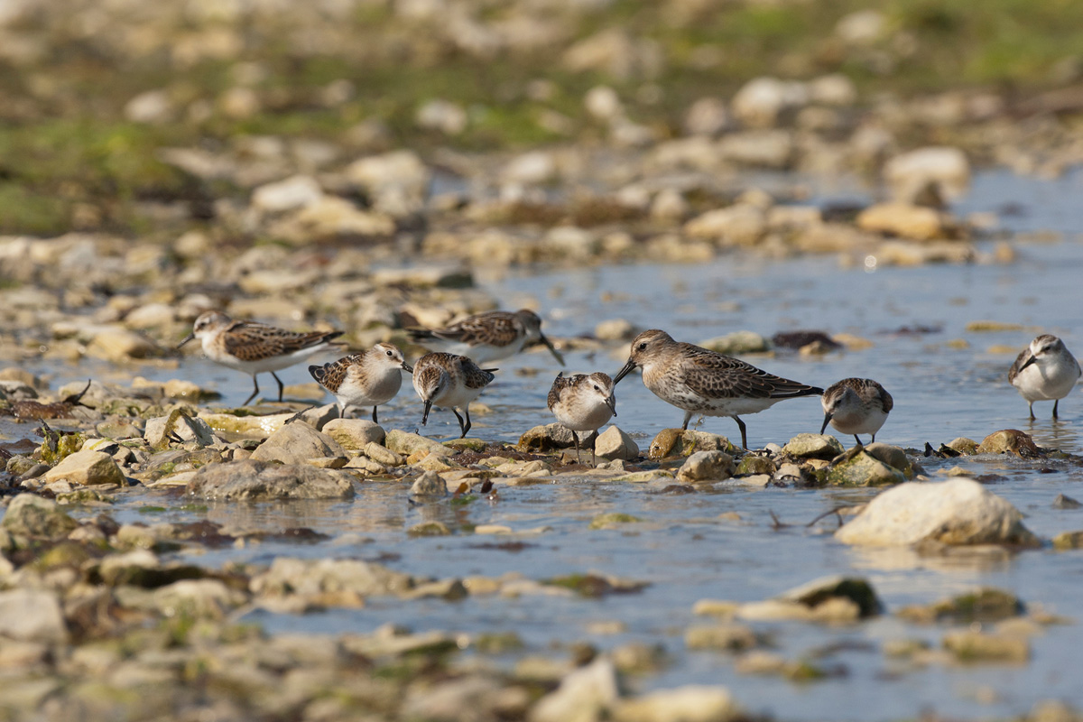 Little Stint