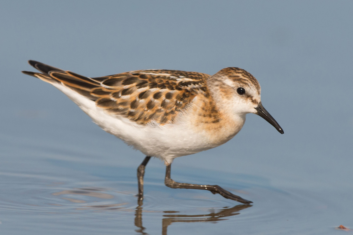 Little Stint