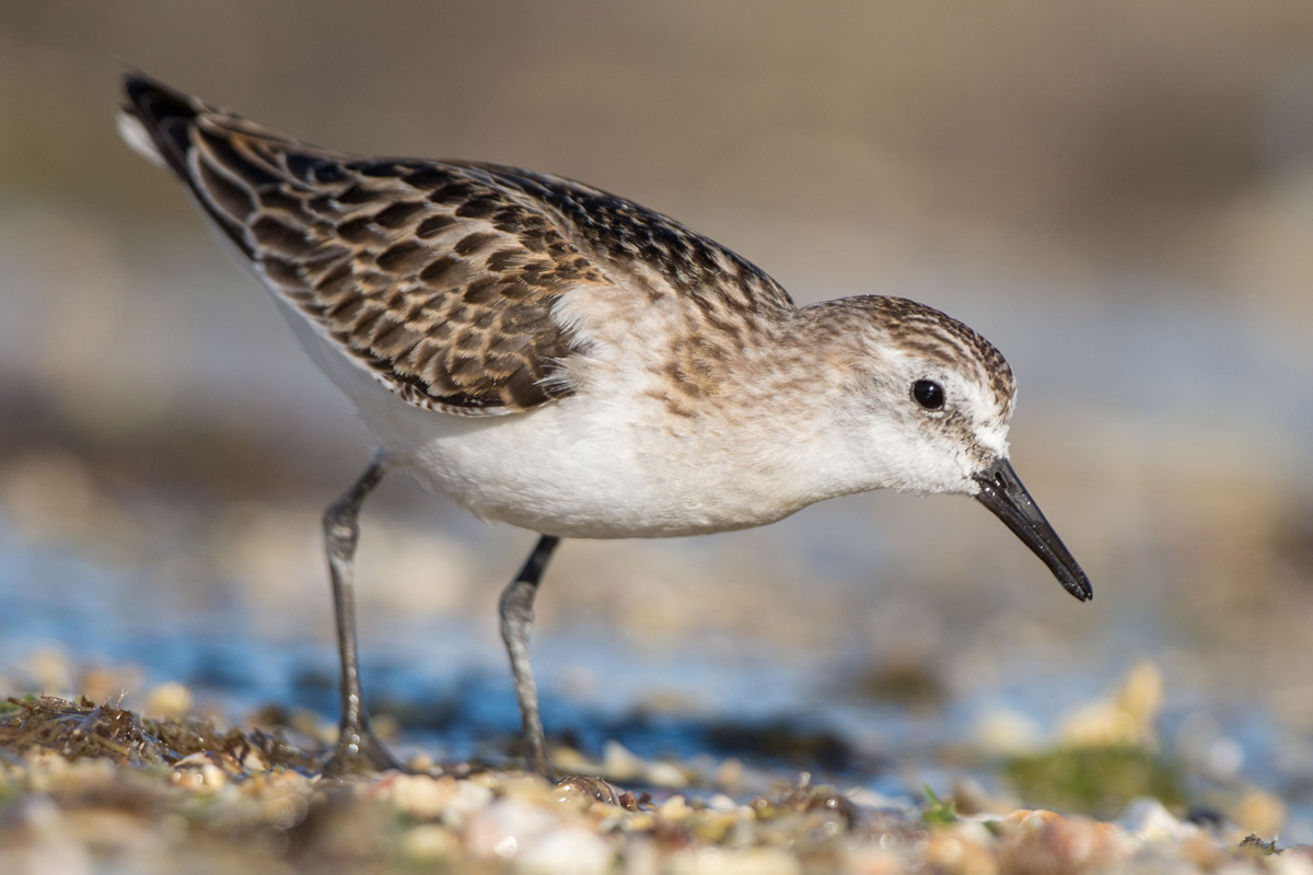 Little Stint
