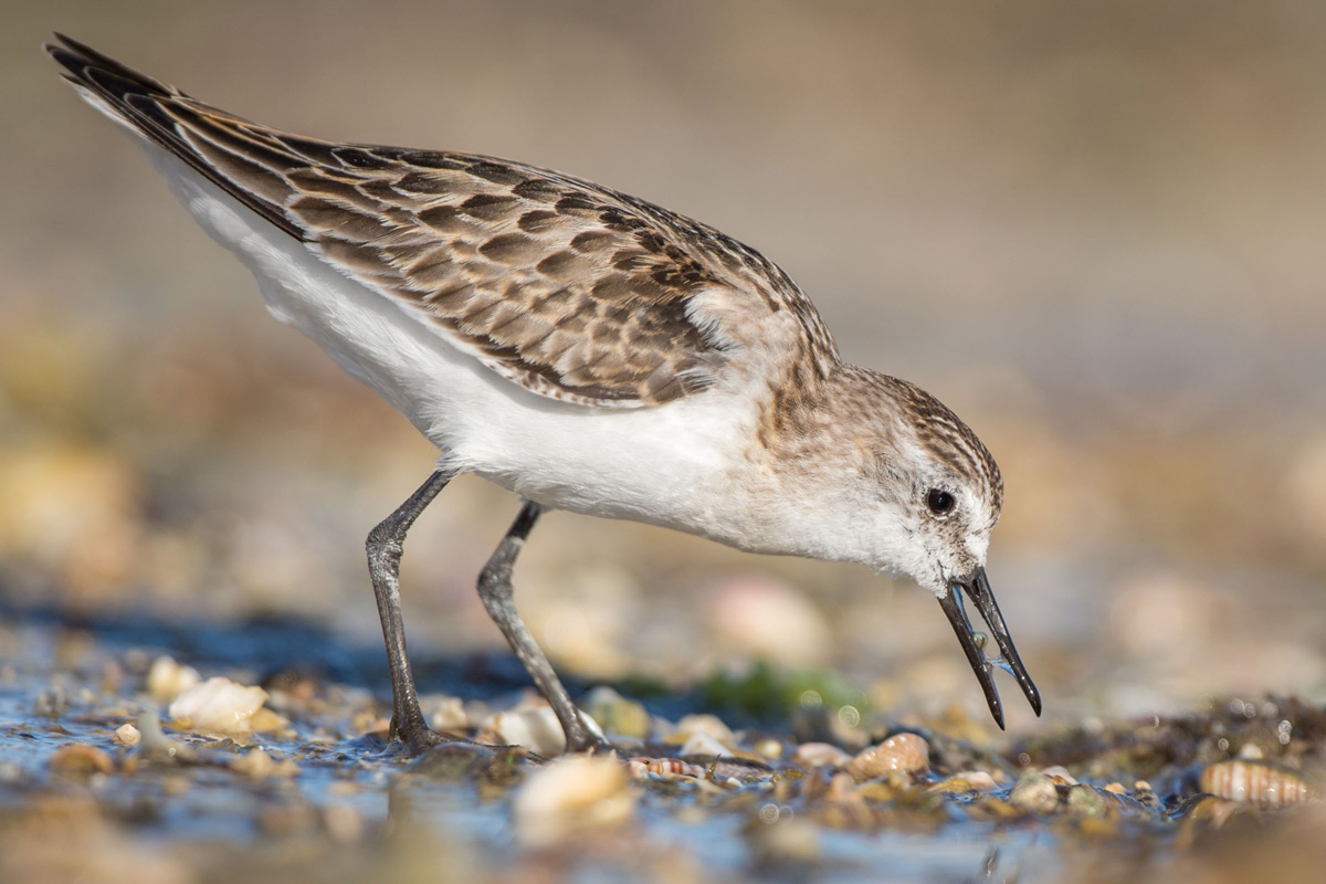 Little Stint