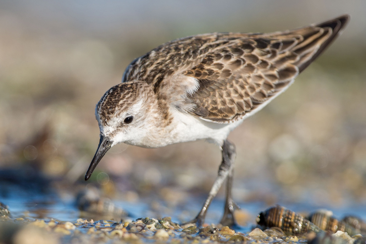 Little Stint