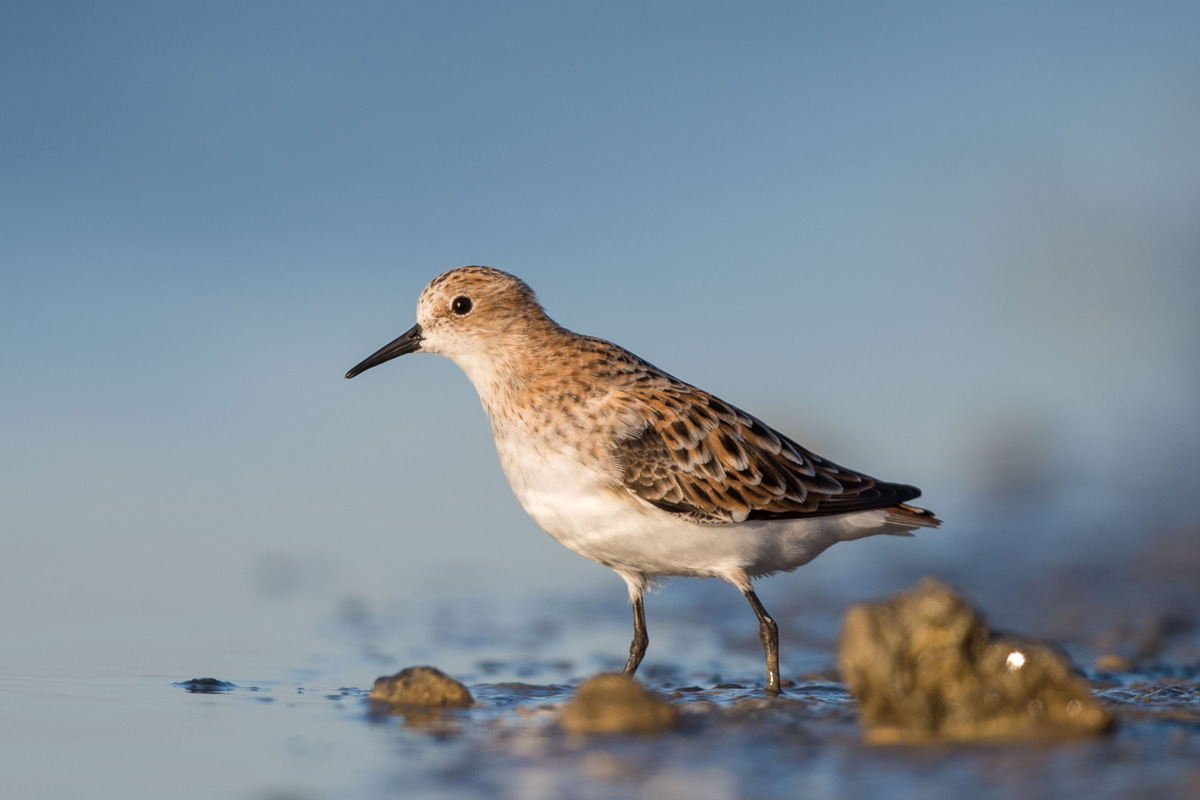Little Stint