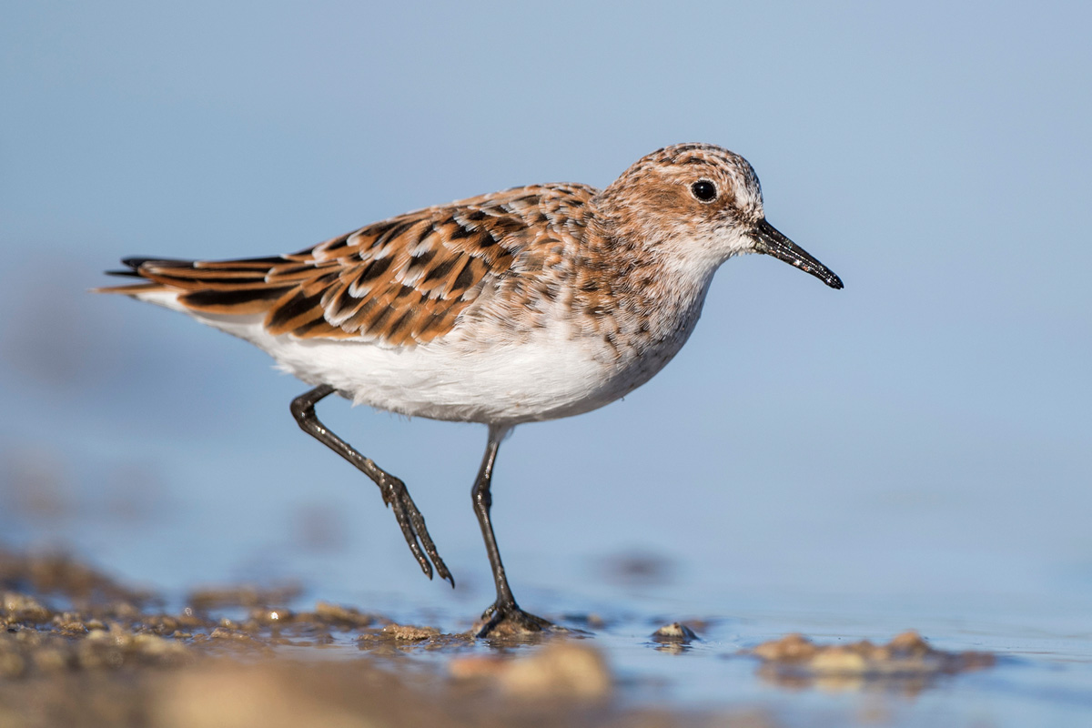 Little Stint