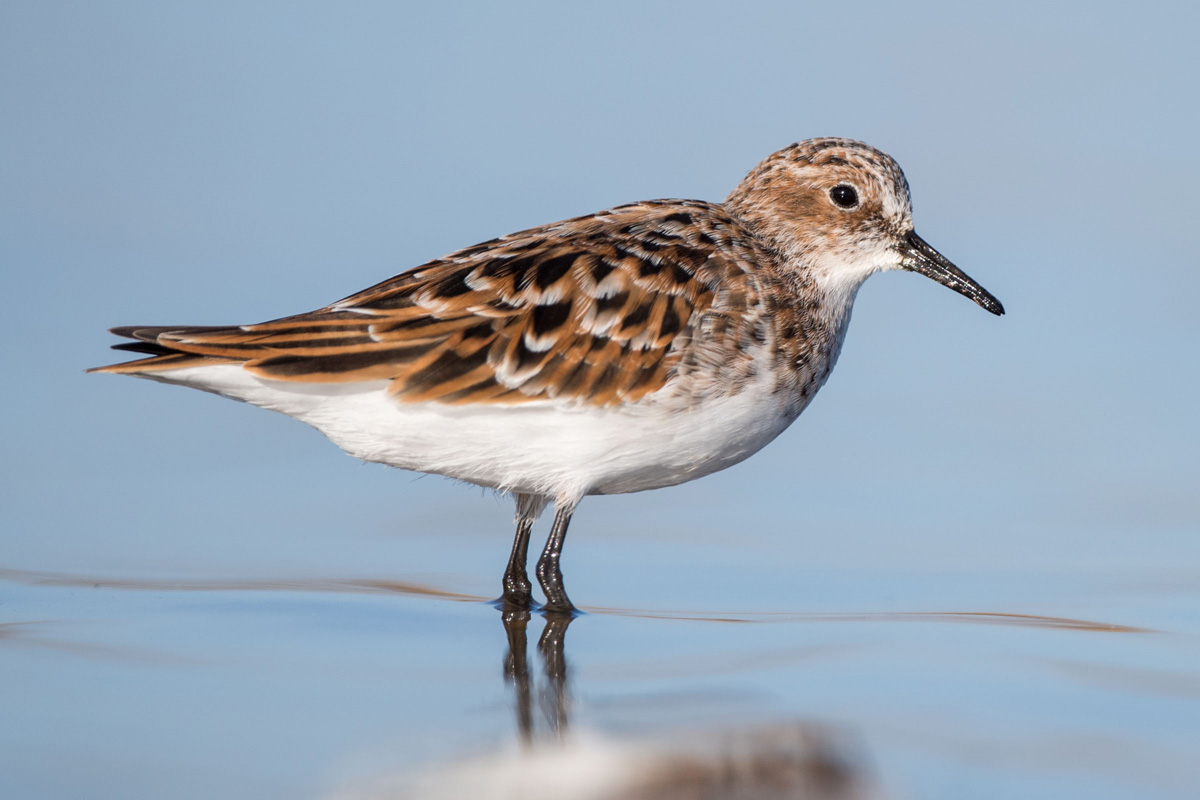 Little Stint