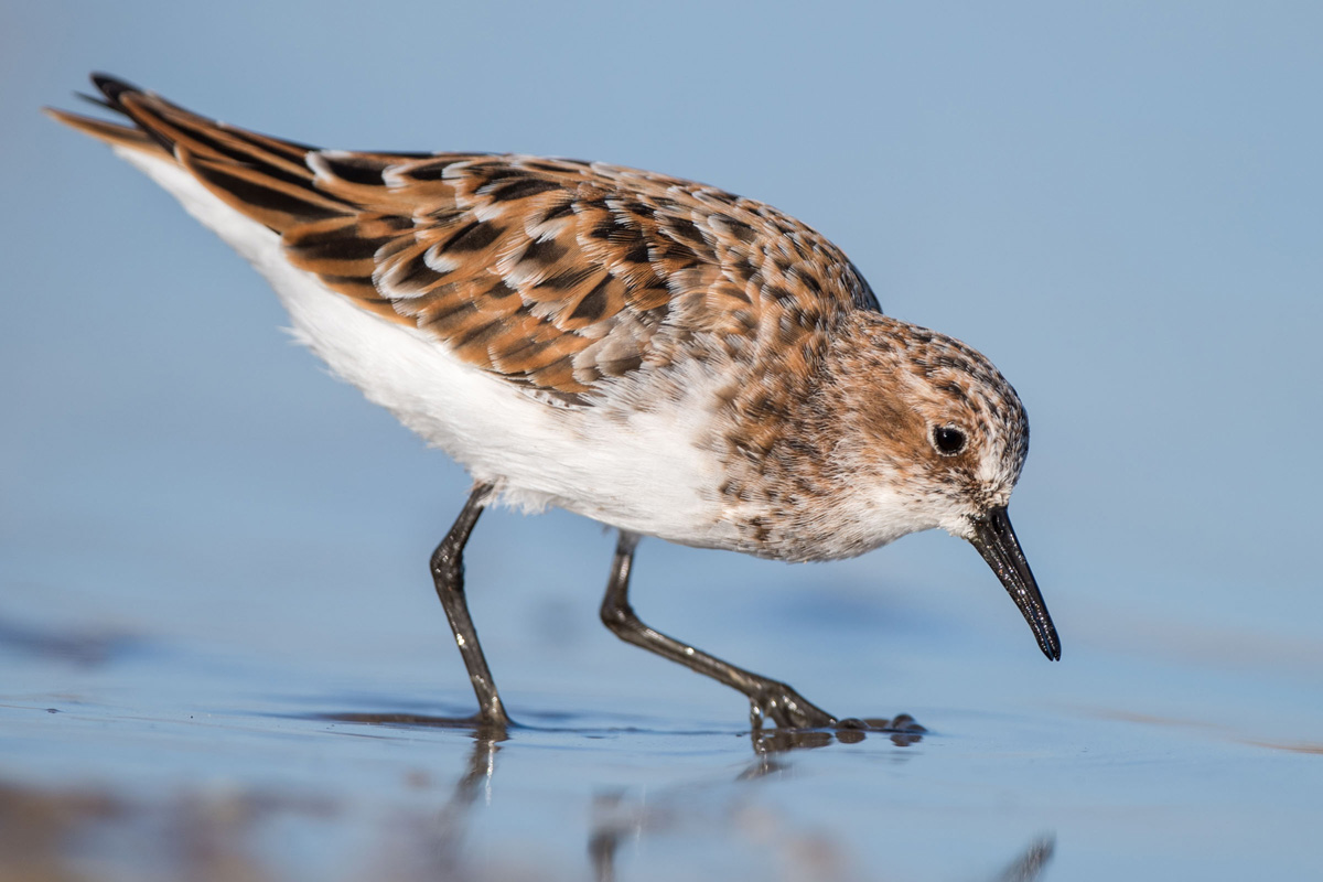 Little Stint
