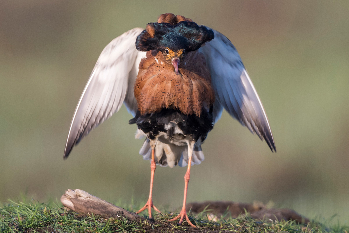 Ruff