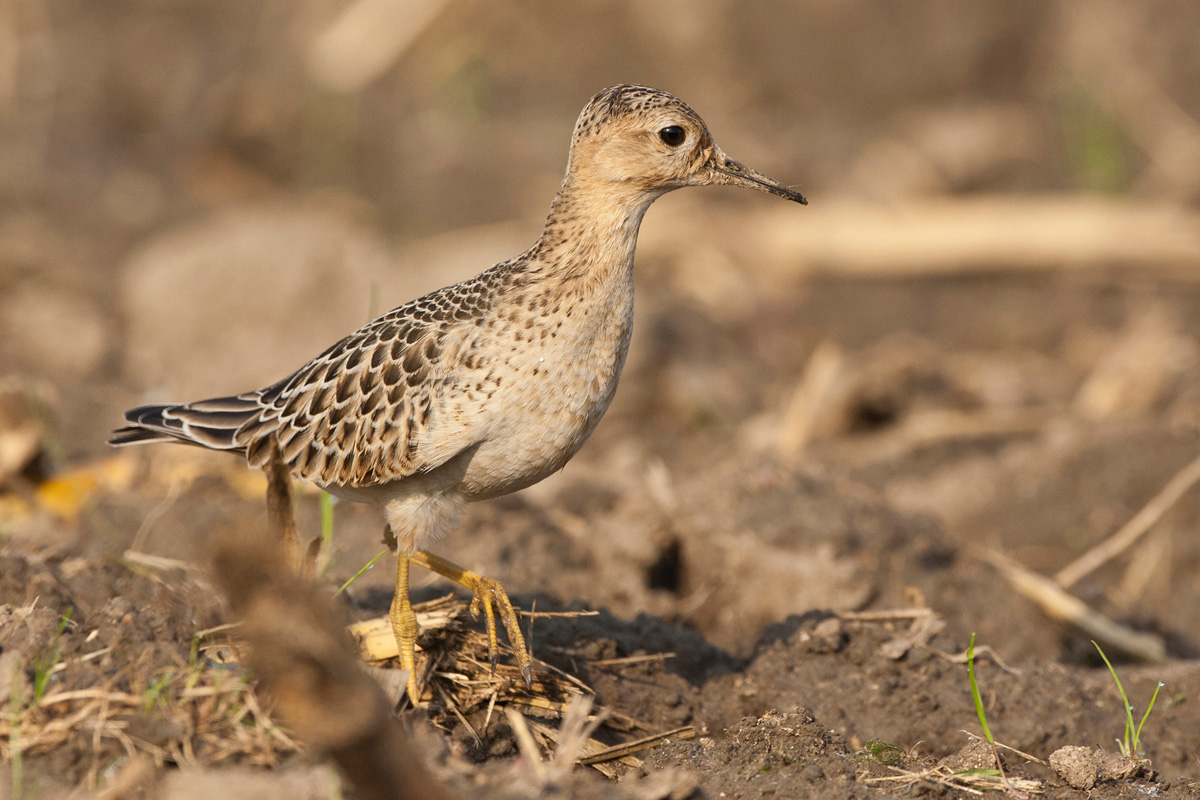 Buff-breasted Sandpiper