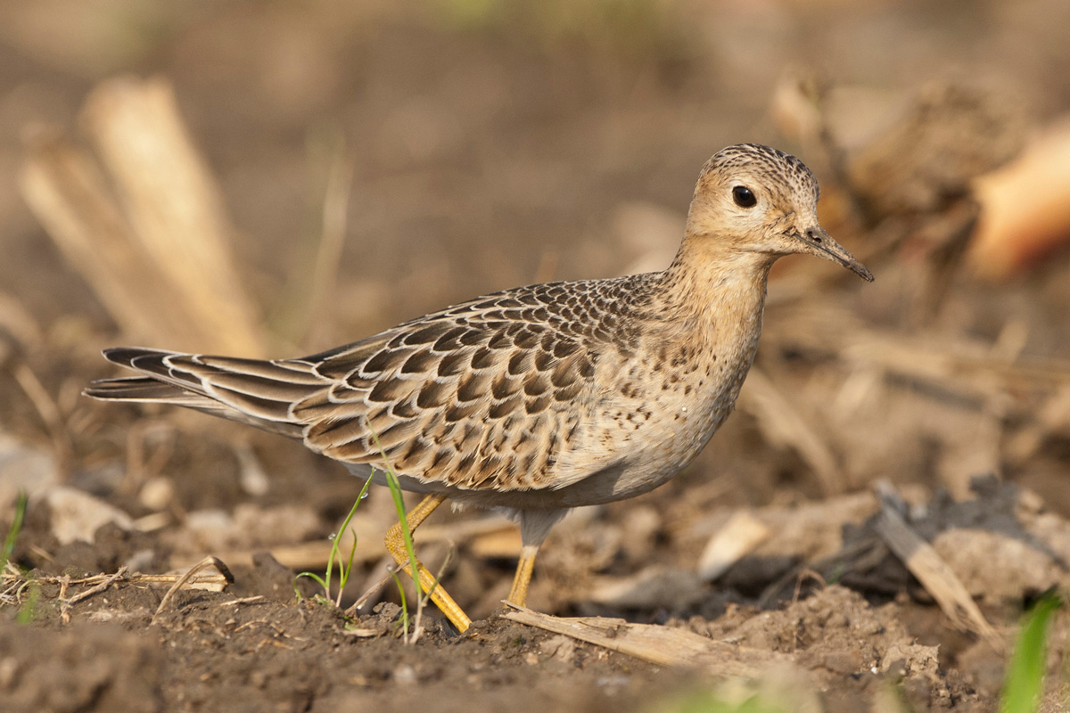 Buff-breasted Sandpiper