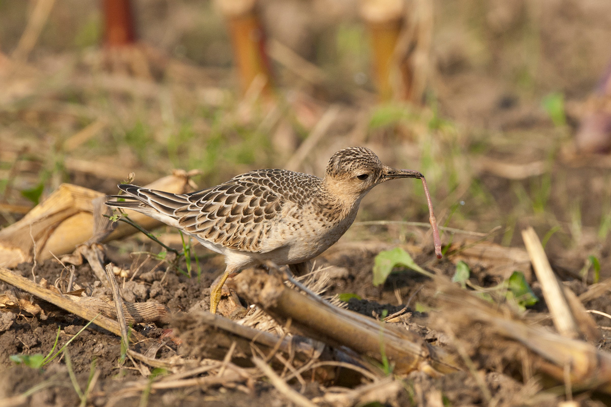 Buff-breasted Sandpiper