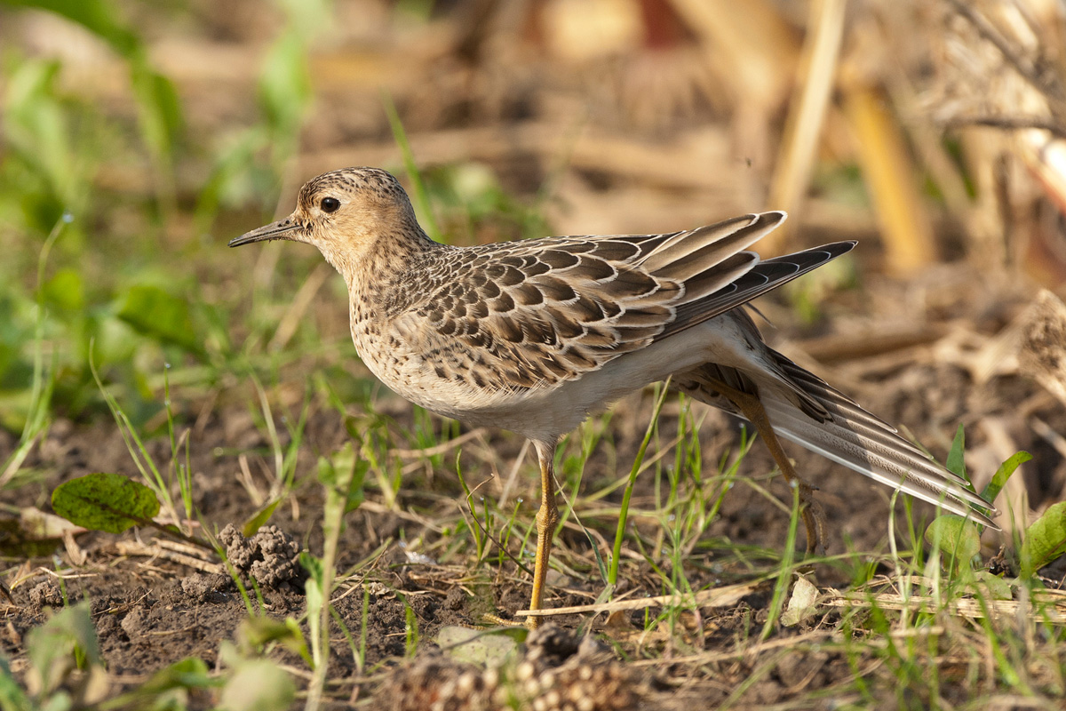 Buff-breasted Sandpiper