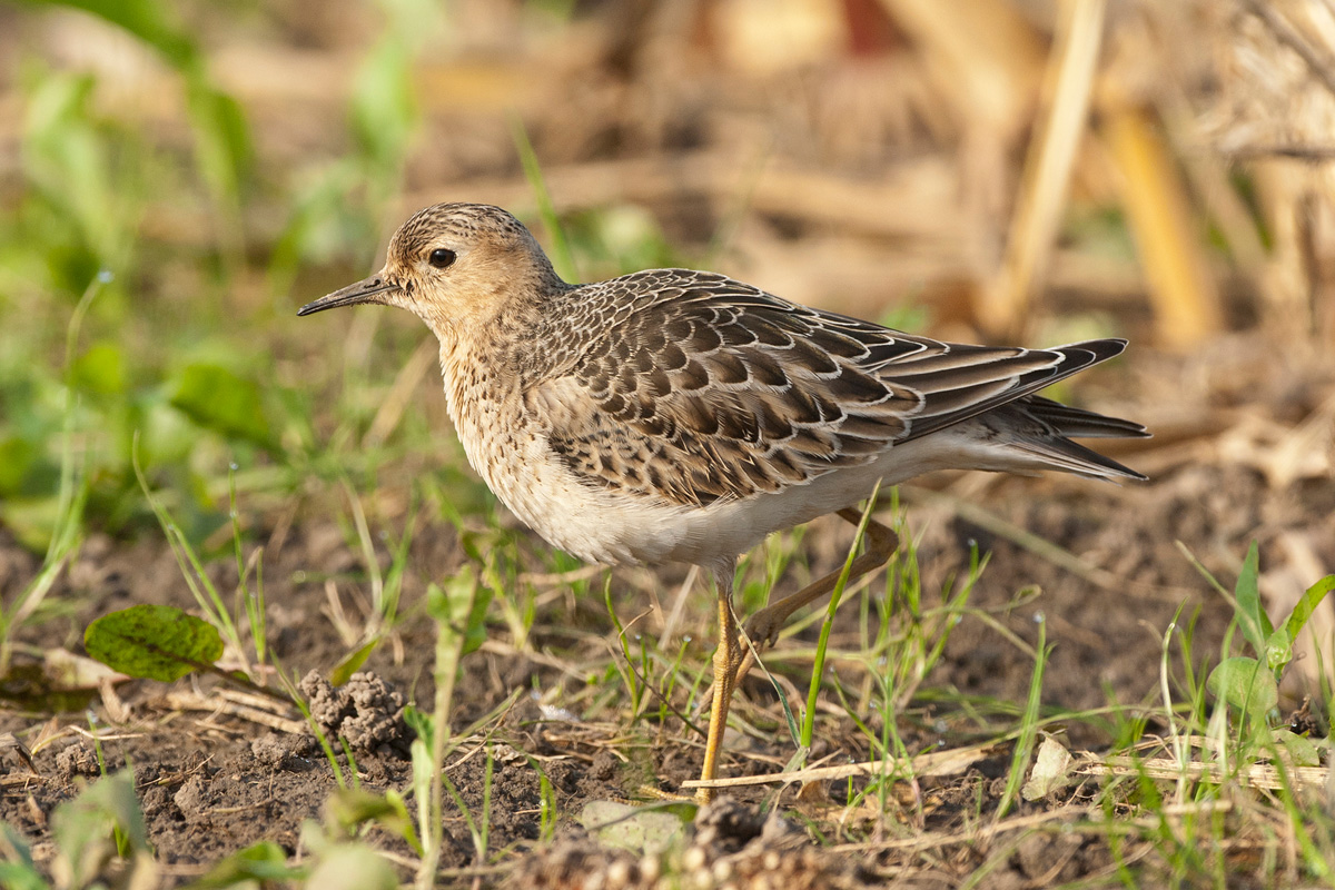 Buff-breasted Sandpiper