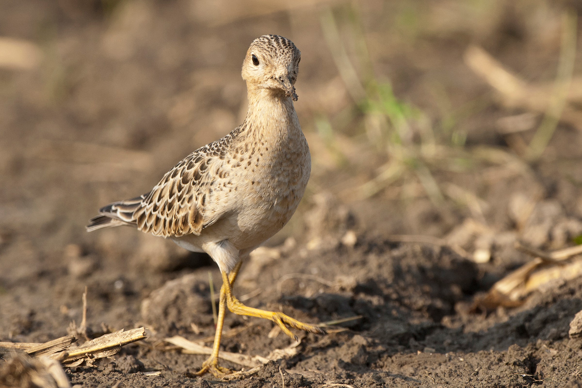 Buff-breasted Sandpiper
