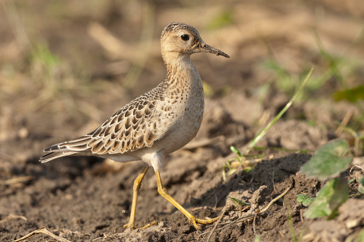 Buff-breasted Sandpiper