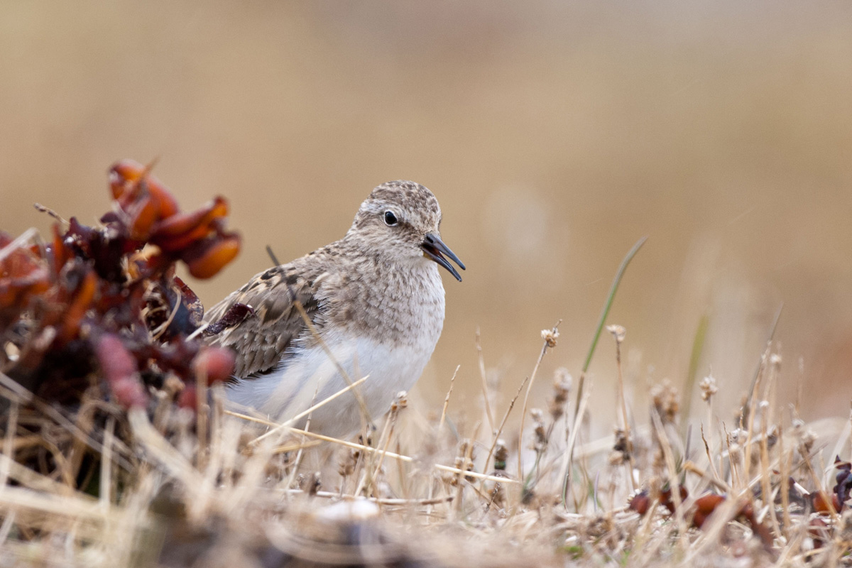 Temminck's Stint