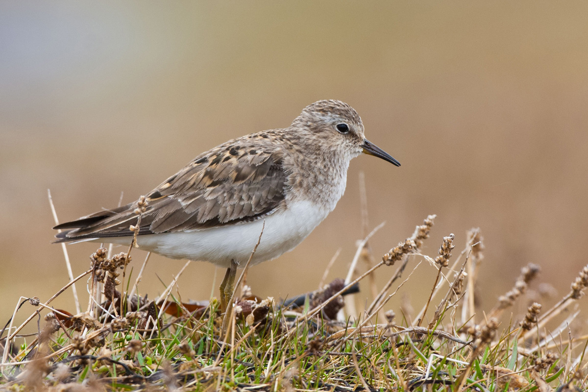 Temminck's Stint