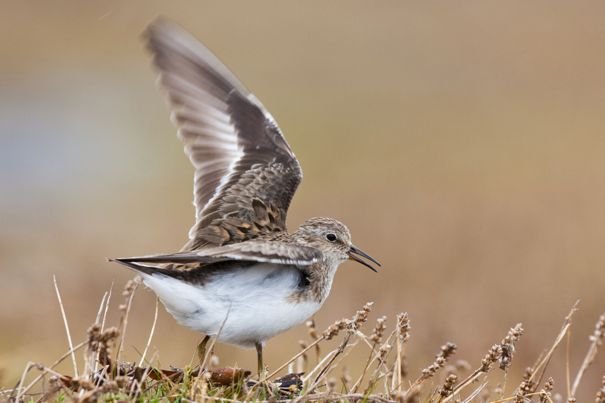 Temminck's Stint