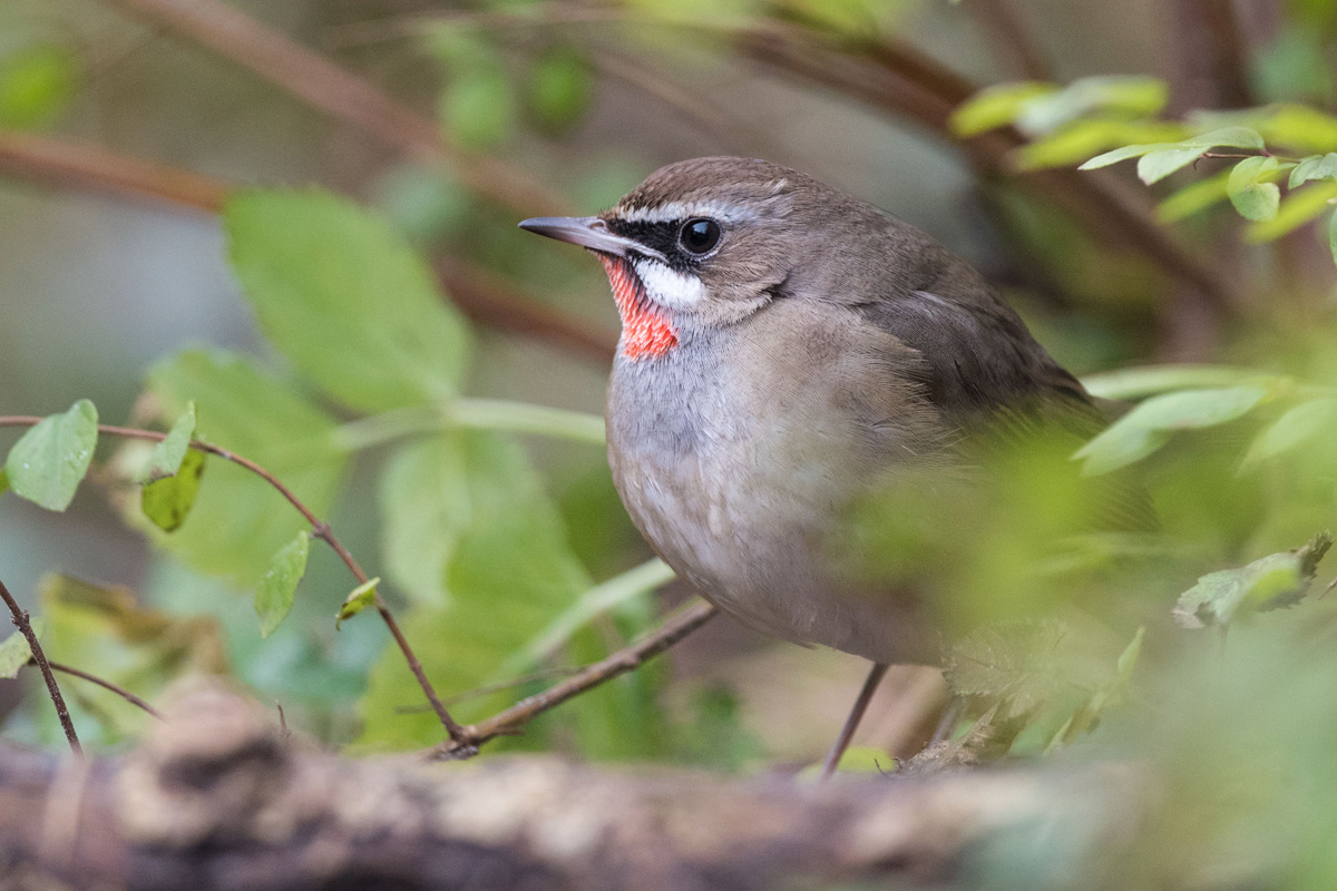Siberian Rubythroat