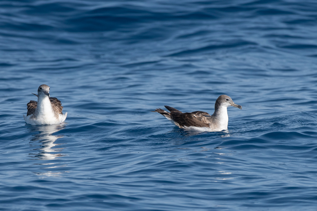 Cape Verde Shearwater