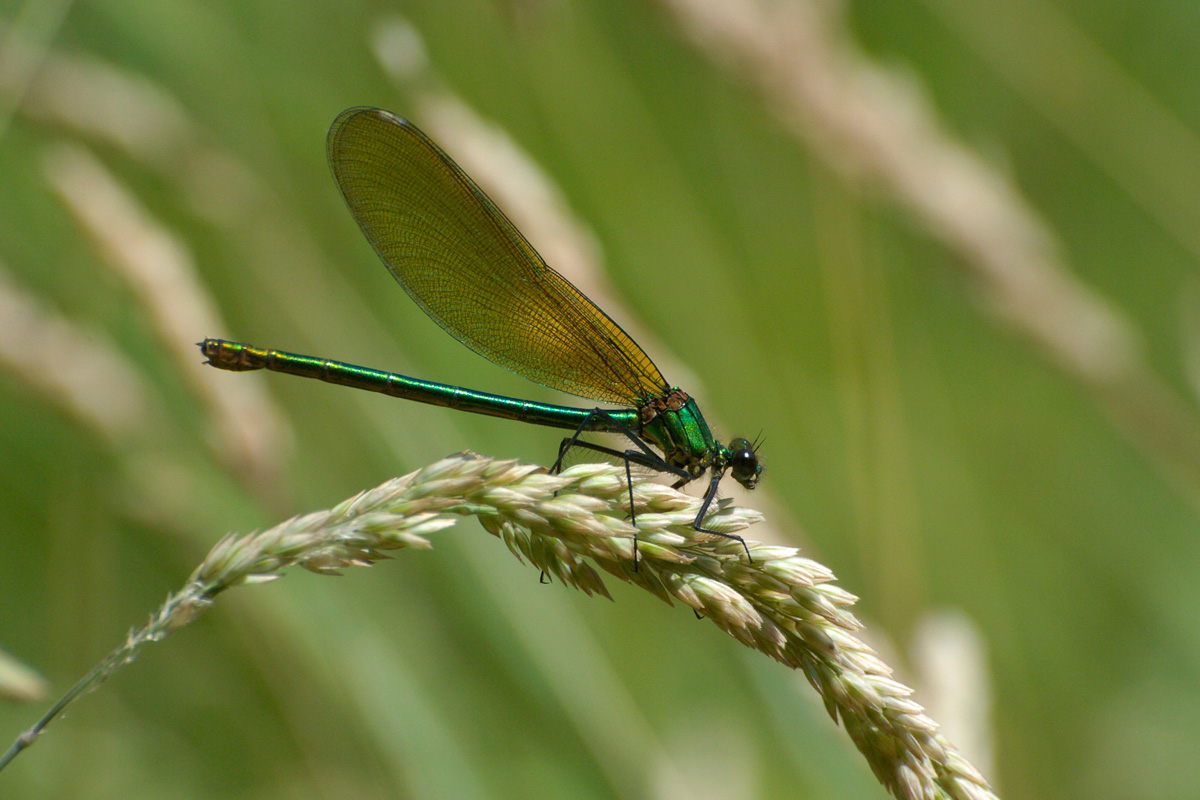 Banded Demoiselle