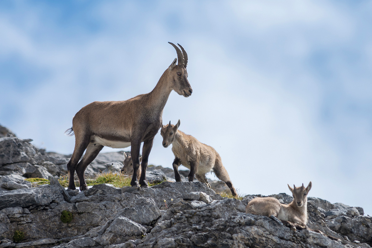 Alpensteinbock