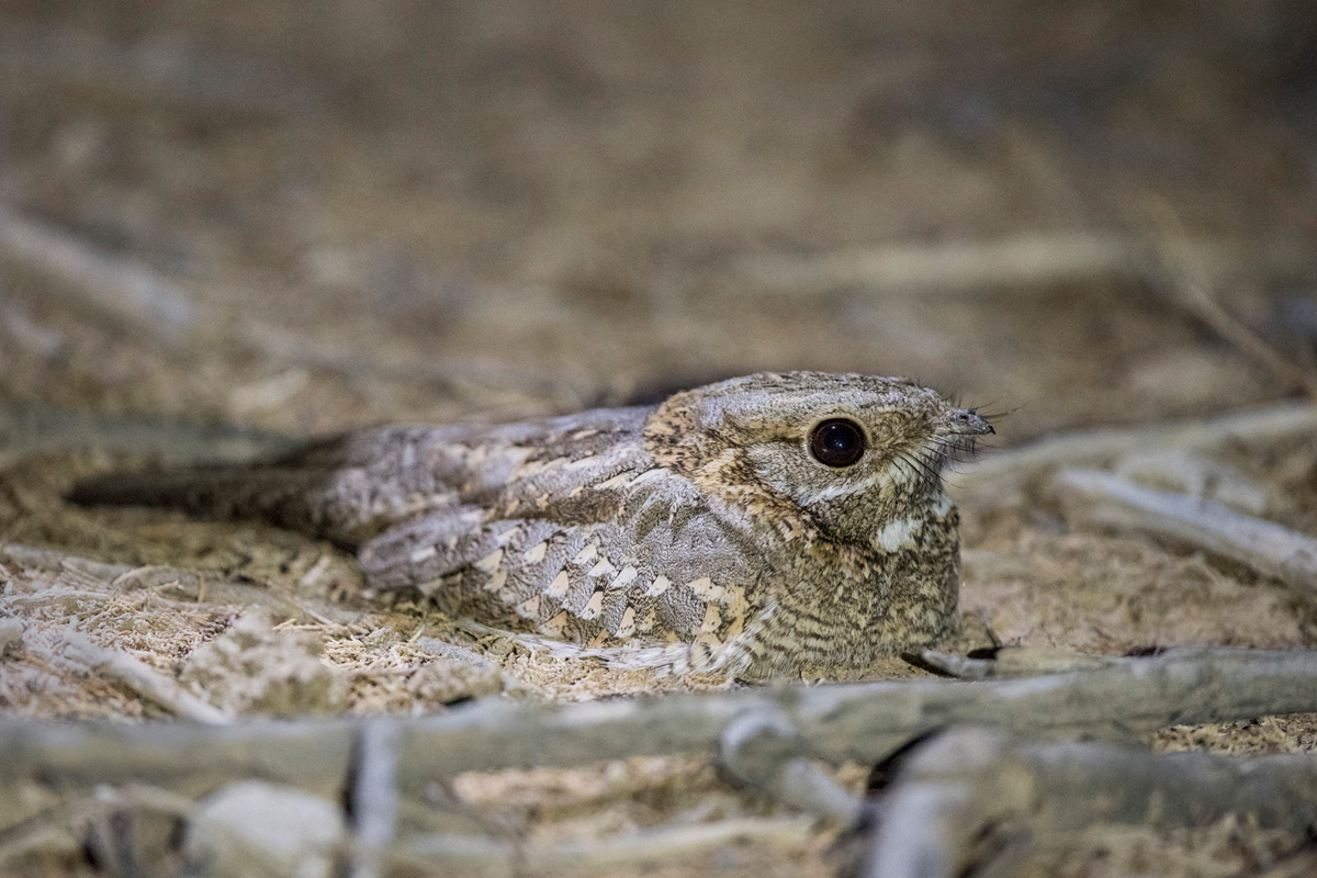 Nubian Nightjar
