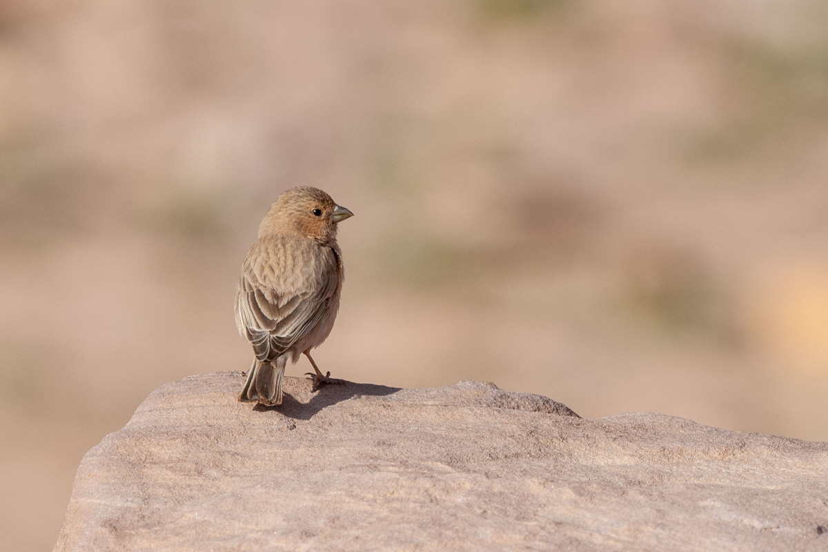 Sinai Rosefinch