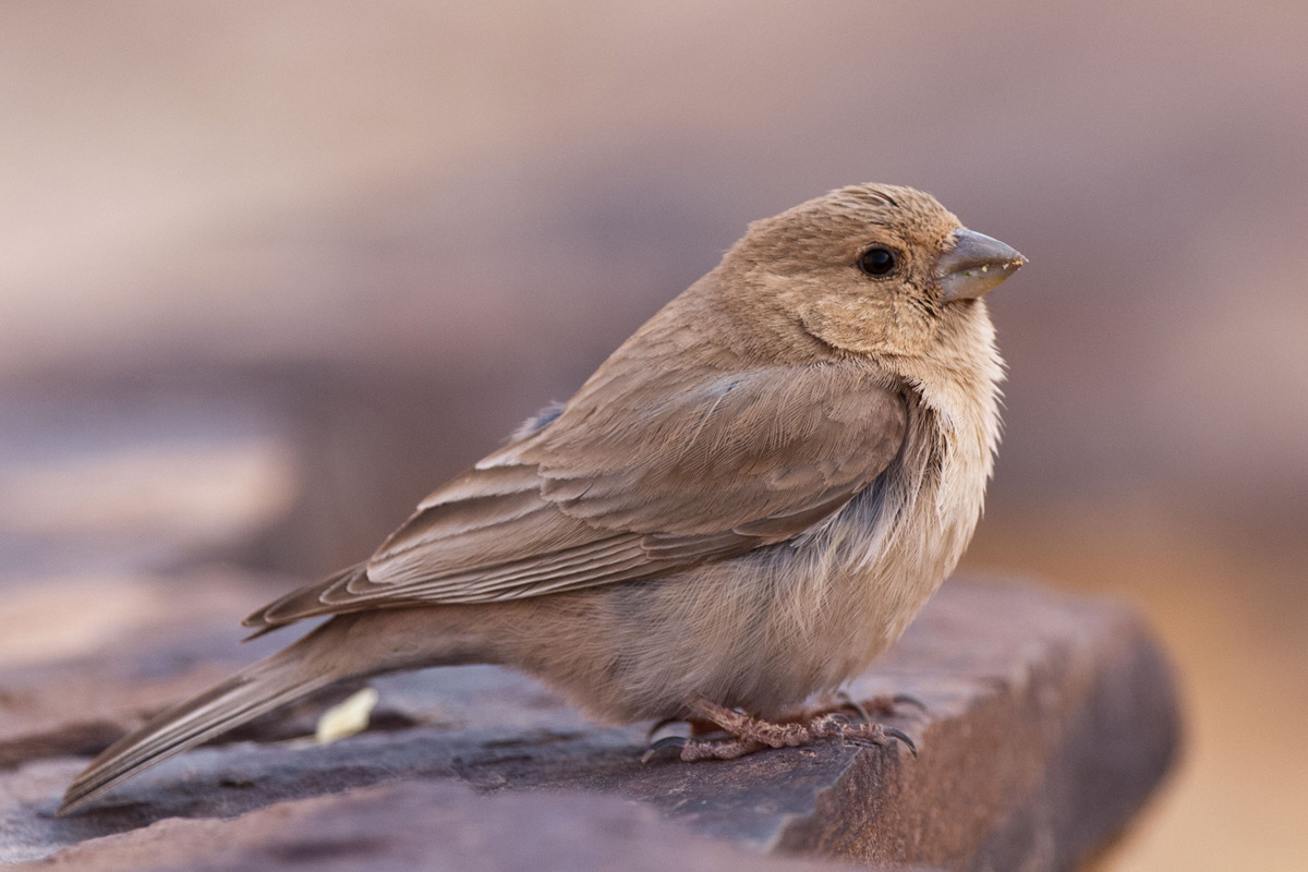 Sinai Rosefinch