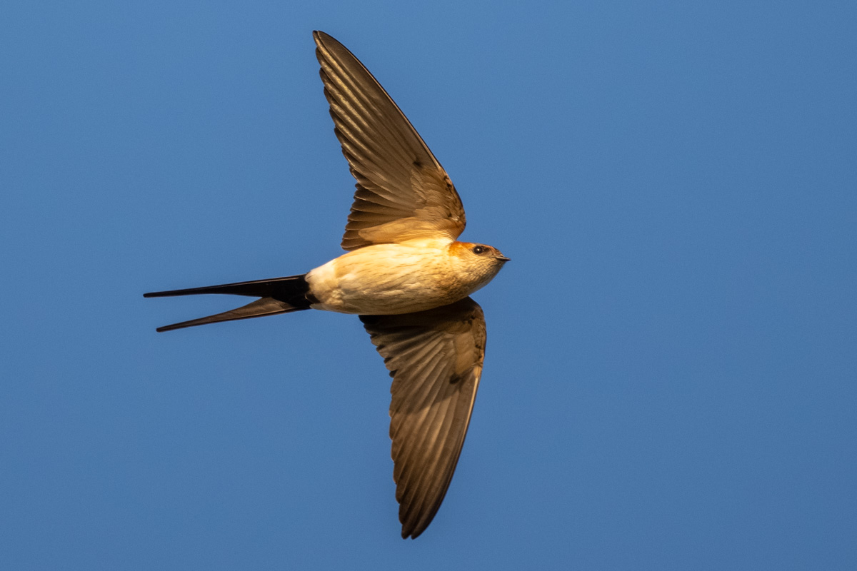 European Red-rumped Swallow European Red-rumped Swallow