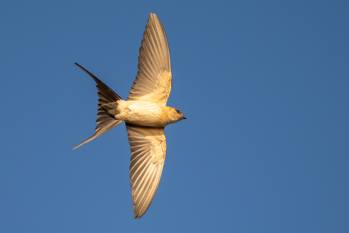 European Red-rumped Swallow European Red-rumped Swallow