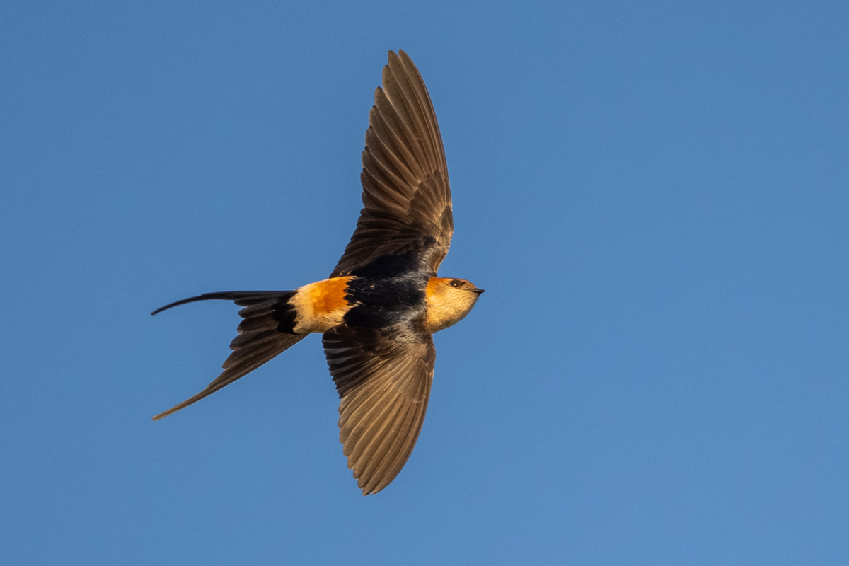 European Red-rumped Swallow European Red-rumped Swallow