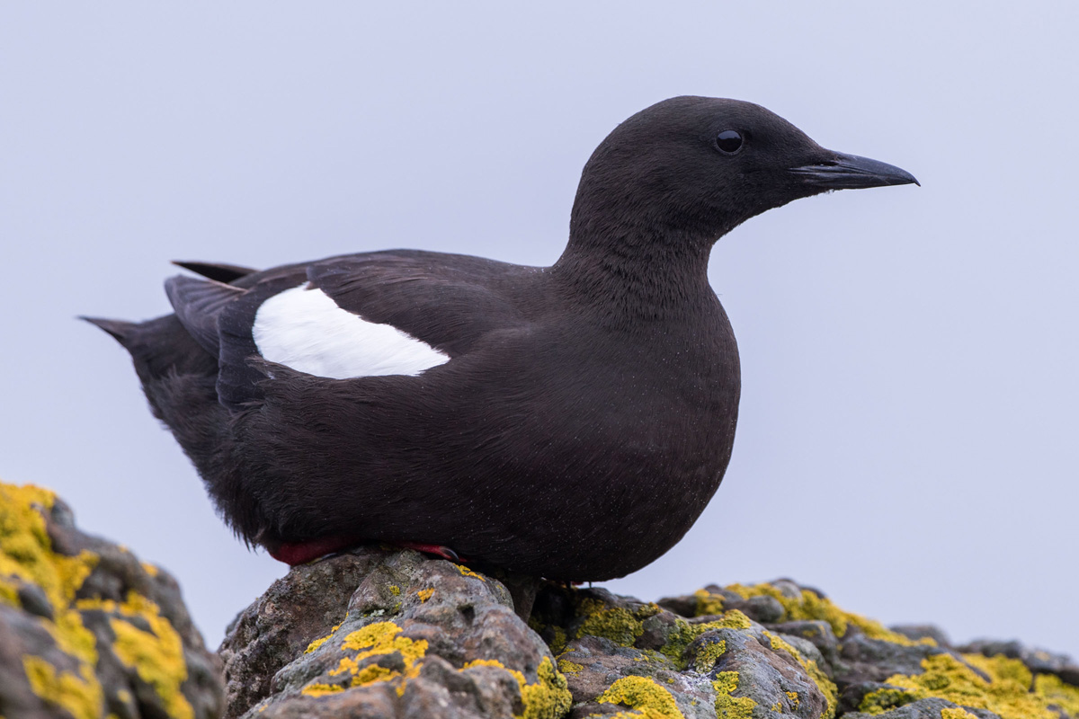 Black Guillemot