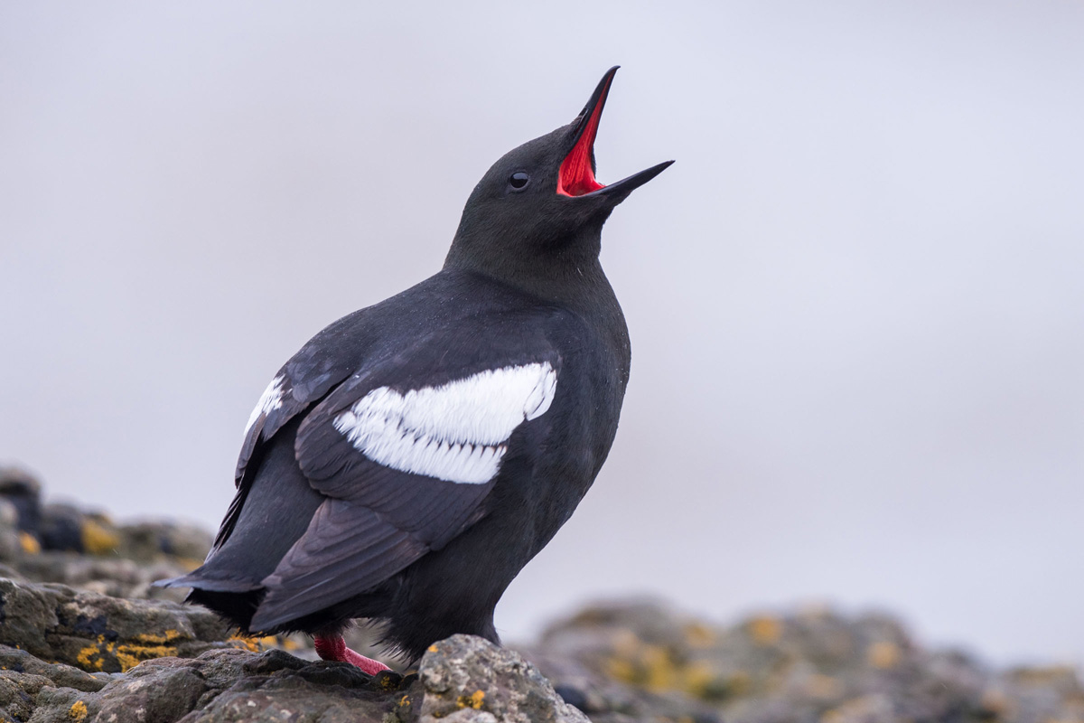 Black Guillemot
