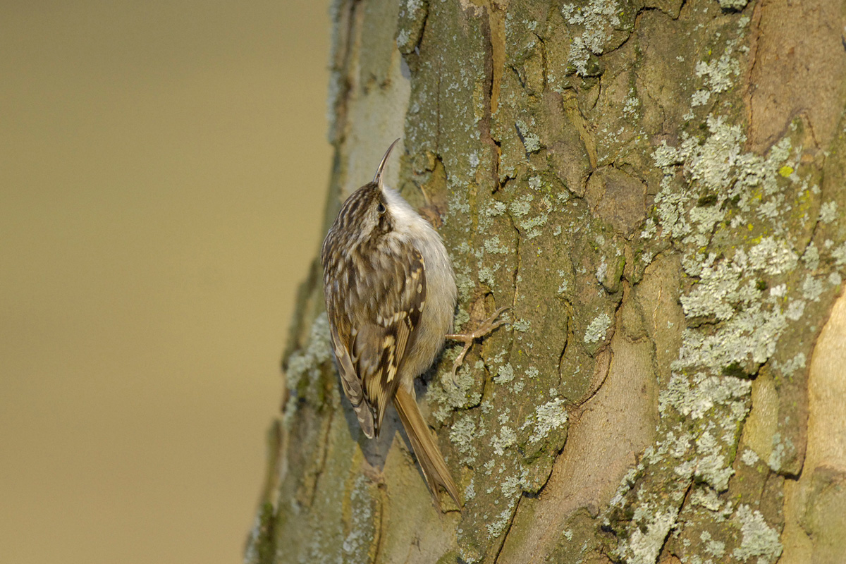 Short-toed Treecreeper