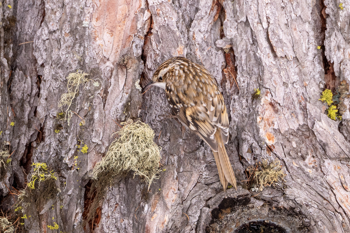 Eurasian Treecreeper