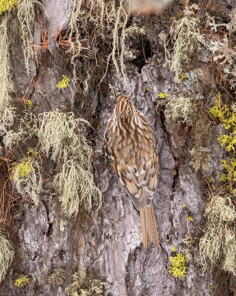 Eurasian Treecreeper