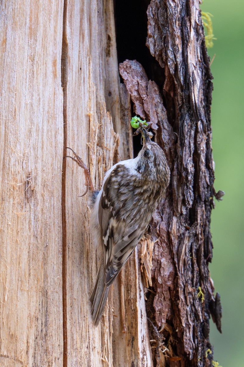 Eurasian Treecreeper
