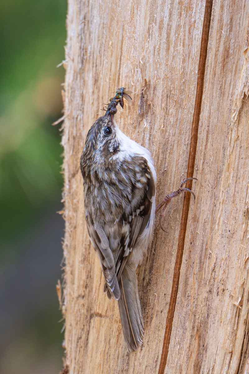 Eurasian Treecreeper