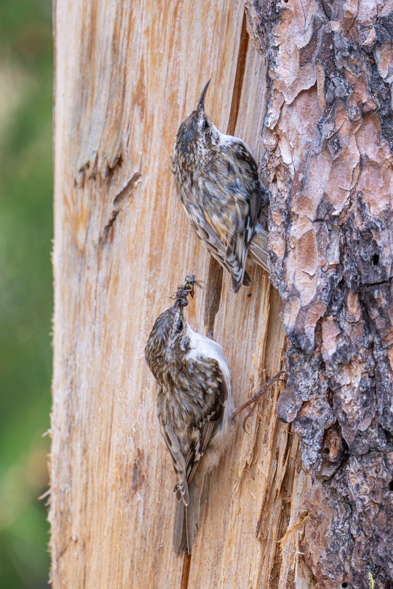 Eurasian Treecreeper