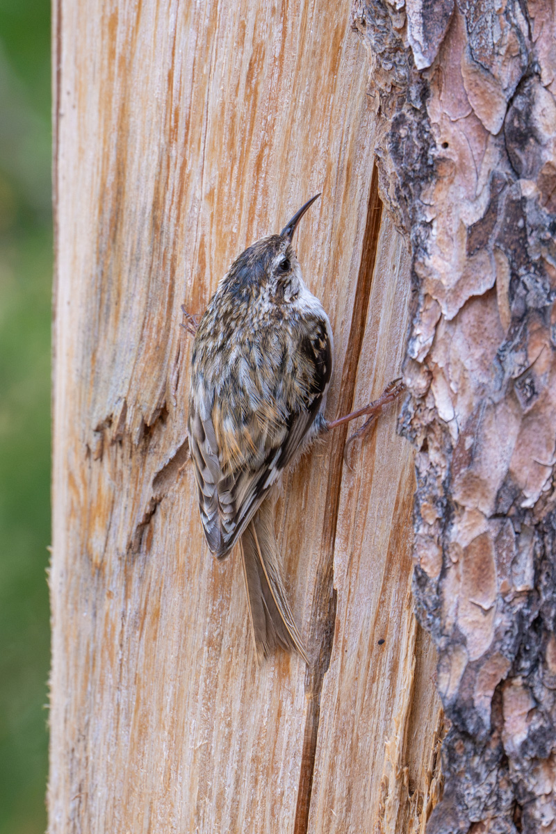 Eurasian Treecreeper