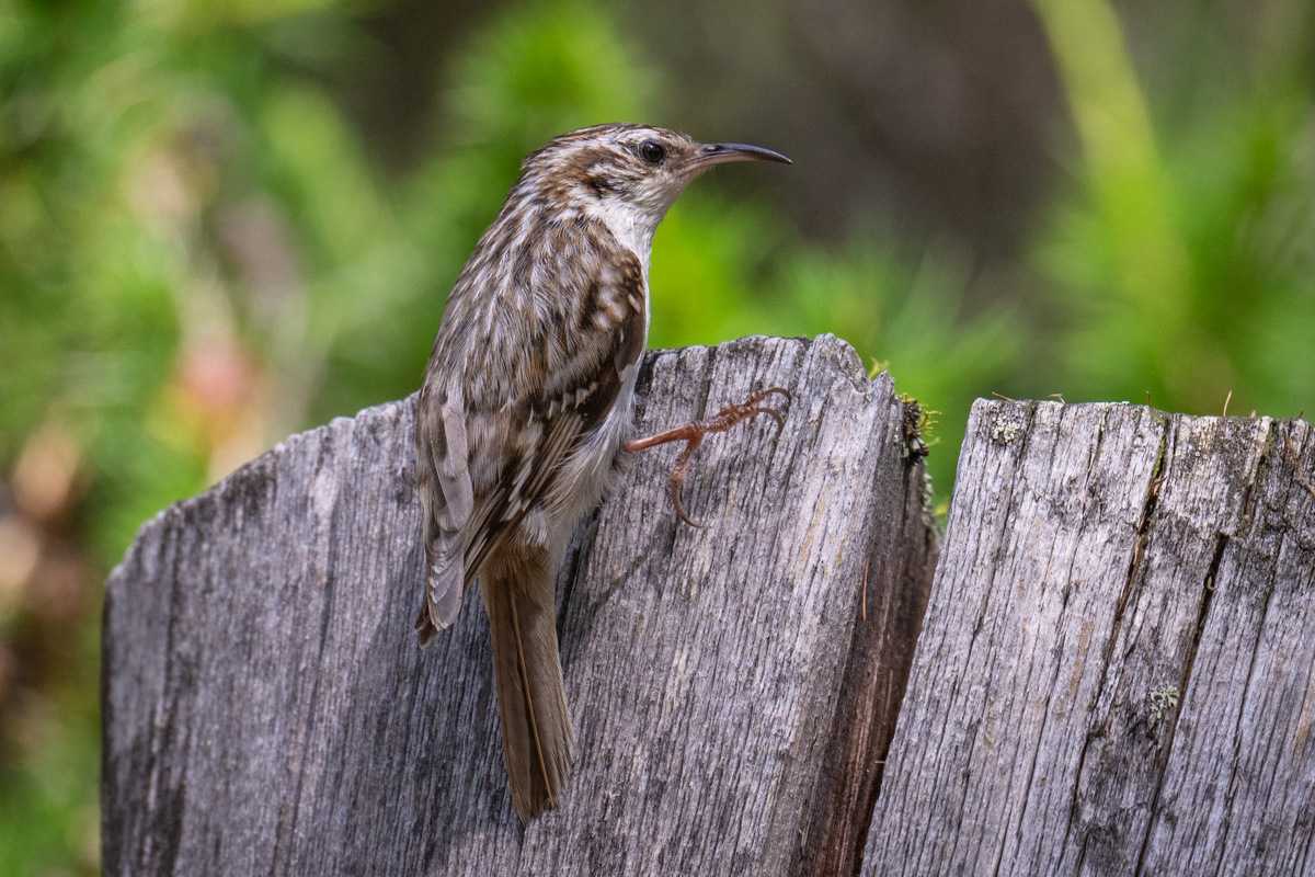 Eurasian Treecreeper