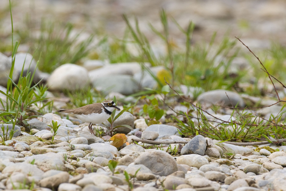 Little Ringed Plover