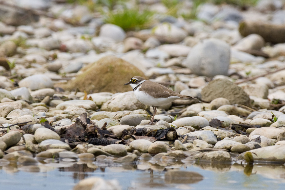 Little Ringed Plover